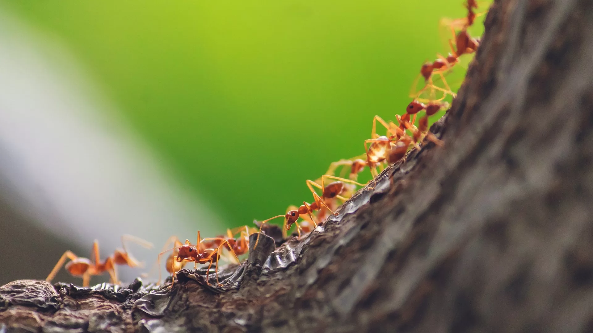 Silverfish Control: What Lincoln Homeowners Need To Know