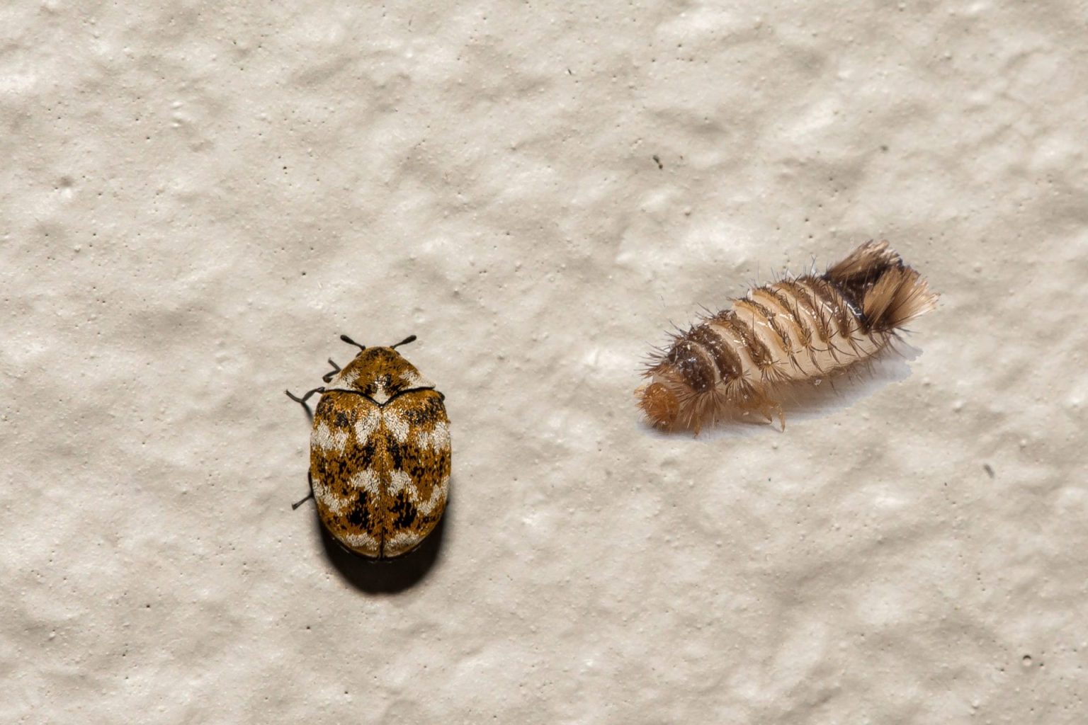 Not Bed Bugs, Not Ladybugs, But a Secret Third Thing (Carpet Beetles ...
